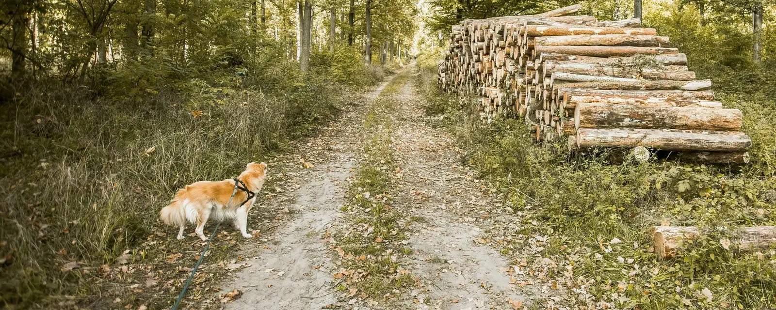 Dog on a woodland track beside a stack of logs on a sunny walk