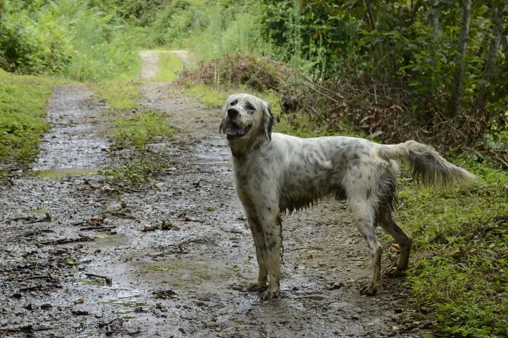 Wet spaniel standing on a muddy woodland path